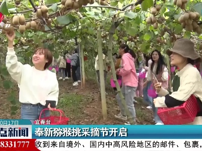 奉新猕猴桃采摘节开启