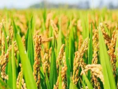 双季稻每亩产量连续两年超攻关目标 意味着什么？