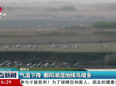 气温下降 鄱阳湖湿地候鸟增多