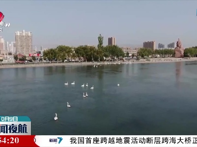 新疆：天鹅飞抵库尔勒