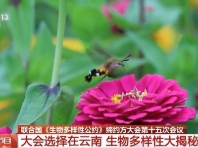 《生物多样性公约》第十五次缔约方大会即将召开 各项筹备工作已进入最后关头