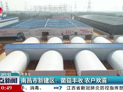 南昌市新建区：菌菇丰收 农户欢喜
