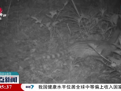 江西桃红岭国家级自然保护区拍到国家一级保护动物小灵猫