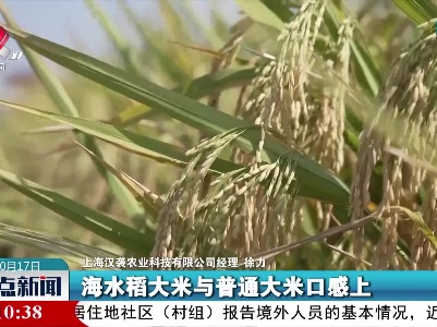 袁隆平念念不忘的海水稻新米要上市了！