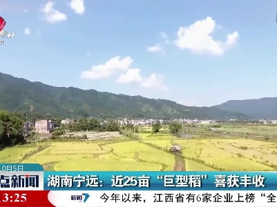 湖南宁远：近25亩“巨型稻”喜获丰收