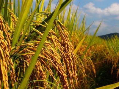 全国秋收进度已超八成 粮食生产将迎十八连丰