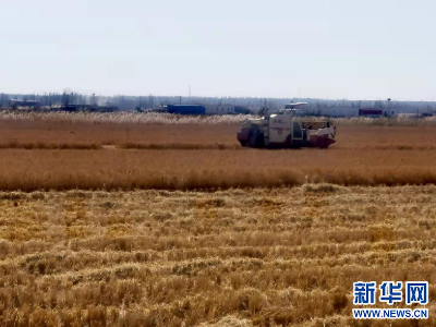 【母亲河畔的中国】昔日盐碱地 今朝稻花香