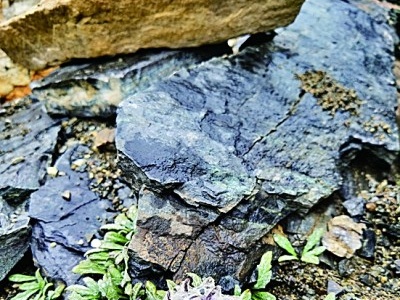 为野生生物种质资源打造“生命之舟” ——访中国西南野生生物种质资源库主任李德铢