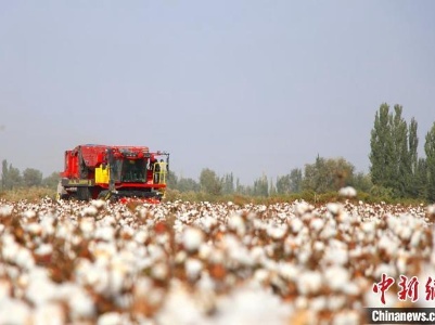 特写：新疆棉田里的一场新闻发布会 棉农“实话实说”