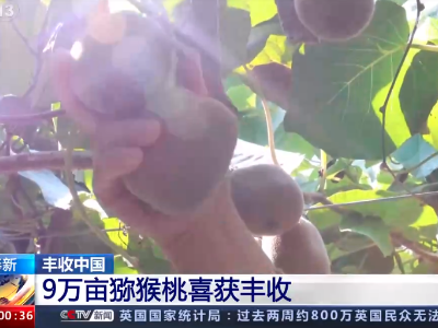 【丰收中国】江西奉新：9万亩猕猴桃喜获丰收 果农增收乐开怀 