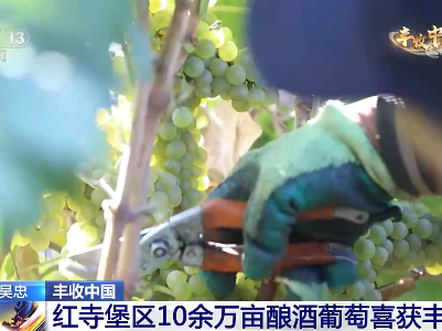 【丰收中国】宁夏吴忠：红寺堡区10余万亩酿酒葡萄喜获丰收 