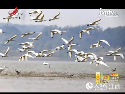 成群白琵鹭飞抵鄱阳湖越冬