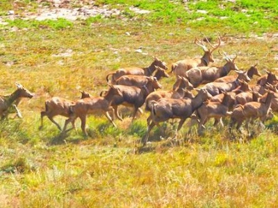 保护生物多样性 绘就促进“人与自然和谐共生”新图景