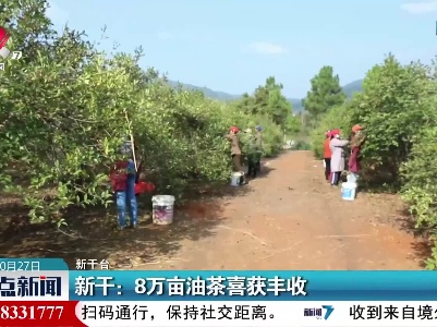 新干：8万亩油茶喜获丰收