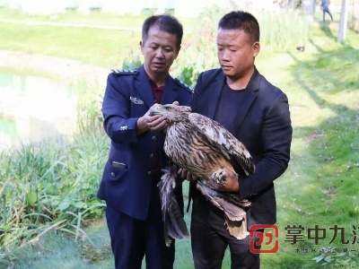 游客游玩时发现受伤大鸟 鄱阳湖多方抢救国家一级保护动物白肩雕