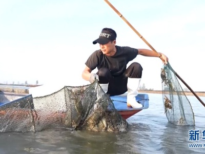 走进乡村看小康|湖北汉川：虾蟹鳜混养助力农民致富增收