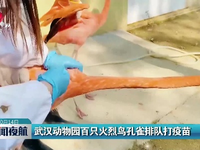 武汉动物园百只火烈鸟孔雀排队打疫苗