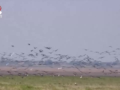 “省鸟”白鹤飞抵鄱阳湖 较往年提早两周