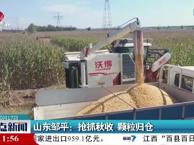 山东邹平：抢抓秋收 颗粒归仓