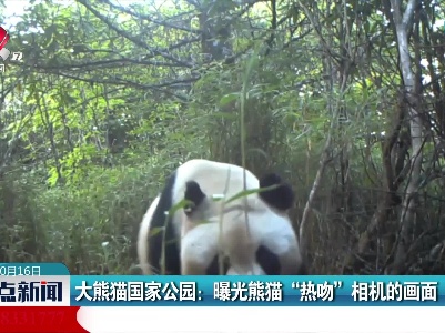 大熊猫国家公园：曝光熊猫“热吻”相机的画面
