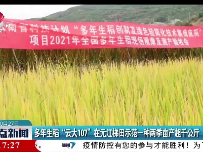 多年生稻“云大107”在元江梯田示范一种两季亩产超千公斤
