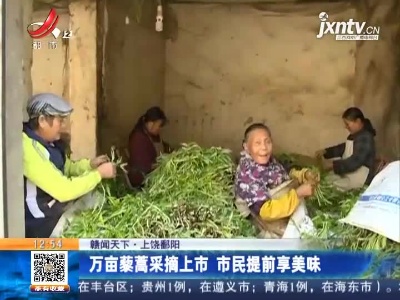 【赣闻天下】上饶鄱阳：万亩藜蒿采摘上市 市民提前享美味