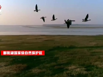 社会传真20211003 守护候鸟