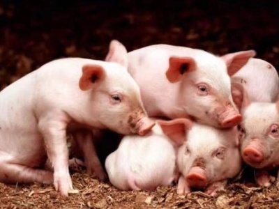 河南生猪产能恢复趋近正常水平 