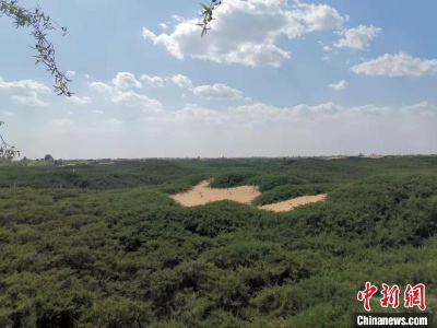 【母亲河畔的中国】黄河穿沙而入 内蒙古筑起“保卫黄河”绿色屏障