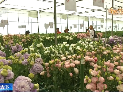 【丰收中国】云南嵩明：科技赋能品牌 助乡村开出致富花 