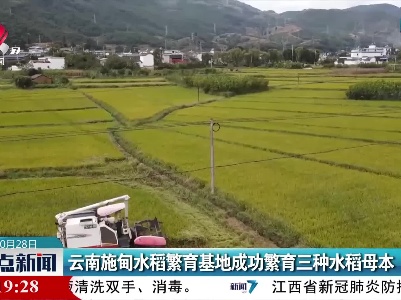 云南施甸水稻繁育基地成功繁育三种水稻母本