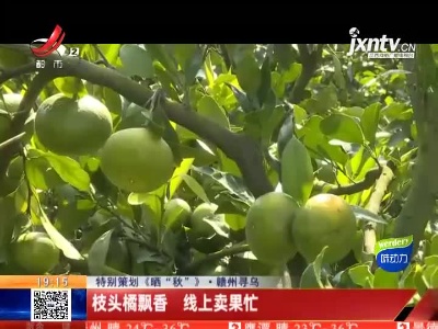 【特别策划《晒“秋”》】赣州寻乌：枝头橘飘香 线上卖果忙