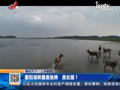 【赣闻天下】上饶鄱阳：鄱阳湖畔麋鹿驰骋 美如画！