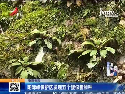 鹰潭贵溪：阳际峰保护区发现五个疑似新物种