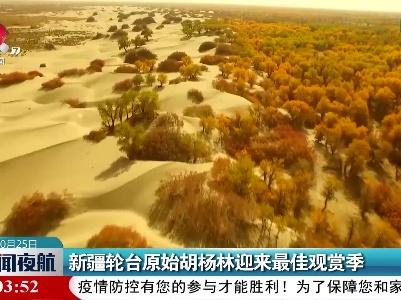 新疆轮台原始胡杨林迎来最佳观赏季