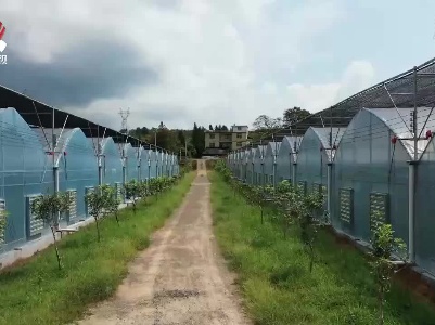 定南：打造大湾区的优质“菜篮子”