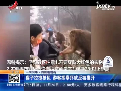 【一周网事】四川峨眉山：猴子拉拽抢包 游客挥拳吓唬反被推开