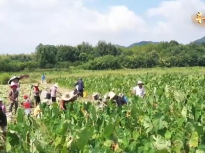 【丰收中国】江西抚州：万亩花果芋喜获丰收 不愁销路订单多