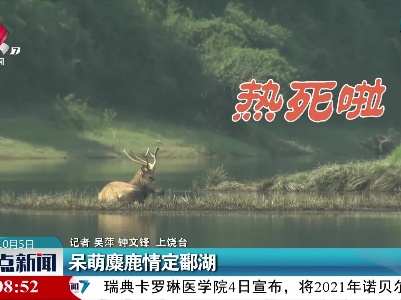 呆萌麋鹿情定鄱湖