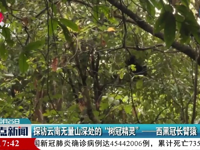 探访云南无量山深处的“树冠精灵”——西黑冠长臂猿