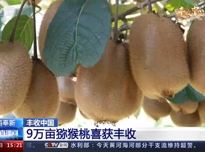 央视报道：江西奉新9万亩猕猴桃喜获丰收