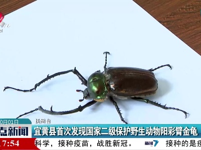 宜黄县首次发现国家二级保护野生动物阳彩臂金龟