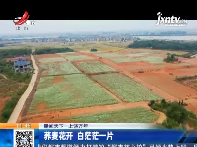 【赣闻天下】上饶万年：荞麦花开 白茫茫一片