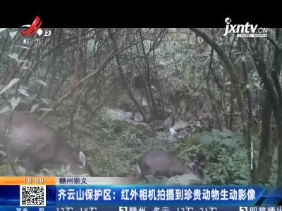 齐云山保护区：红外相机拍摄到珍贵动物生动影像