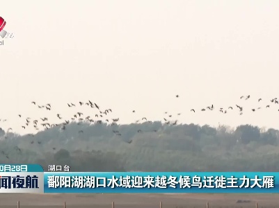 鄱阳湖湖口水域迎来越冬候鸟迁徙主力大雁