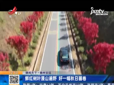 【赣闻天下】赣州安远：鲜红树叶漫山遍野 好一幅秋日画卷