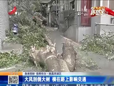 【急难愁盼 我帮你办】南昌西湖区：大风刮倒大树 横在路上影响交通