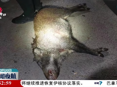 上饶：非法狩猎野猪 民警深夜出击