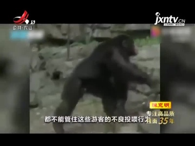 以牙还牙！广州游客乱丢东西遭黑猩猩反击