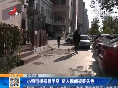 辽宁大连：小狗电梯被悬半空 路人瞬间被吓失色